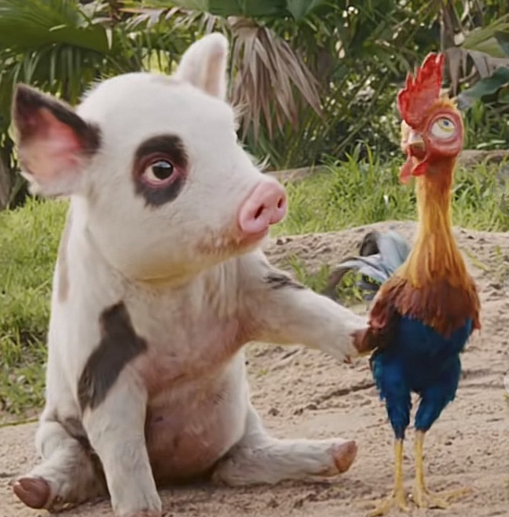 New Look At Pua And Heihei Revealed For Disney’s Live-Action Moana