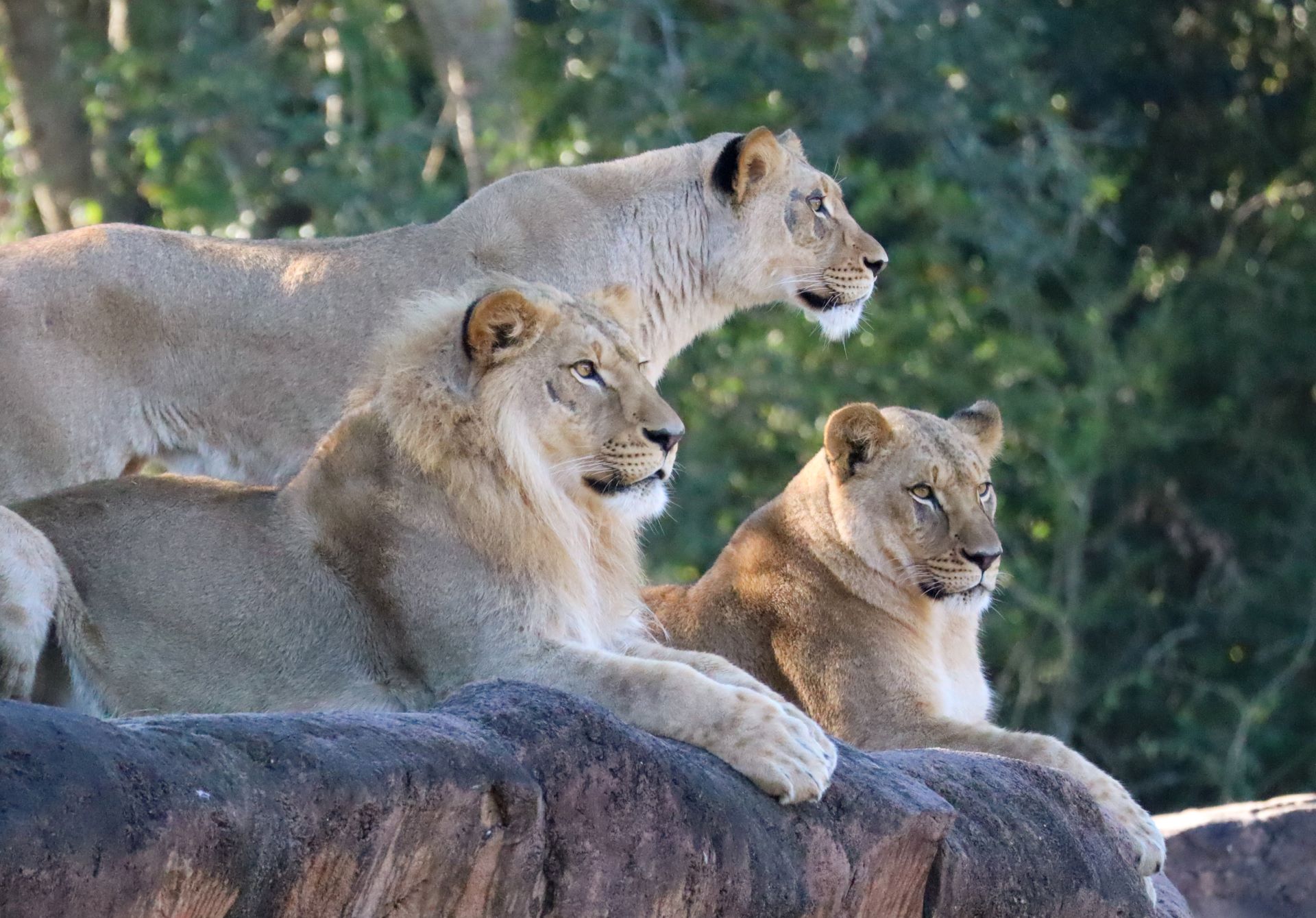 African lions at Disney's Animal Kingdom