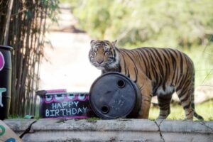 Bakso the Sumatran tiger standing behind a Happy Birthday cake and a black barrel in his habitat at Disney's Animal Kingdom
