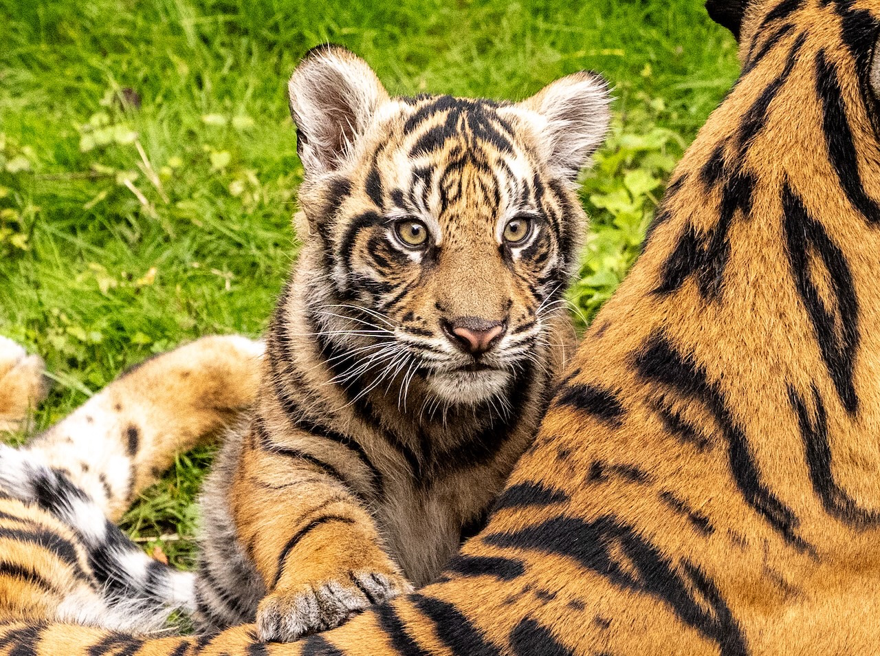 Bakso as a young Sumatran tiger cub lying against an adult tiger on the grass at Disney's Animal Kingdom