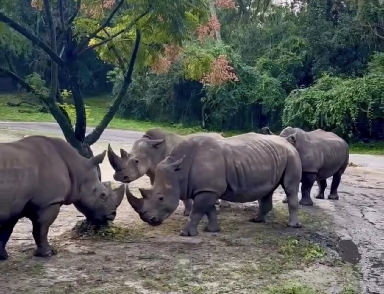 Two White Rhinos Fight Next To A Kilimanjaro Safaris Truck At Disney’s Animal Kingdom (VIDEO)