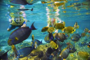 A snorkeler swims with tropical fish in Rainbow Reef at Aulani, A Disney Resort and Spa
