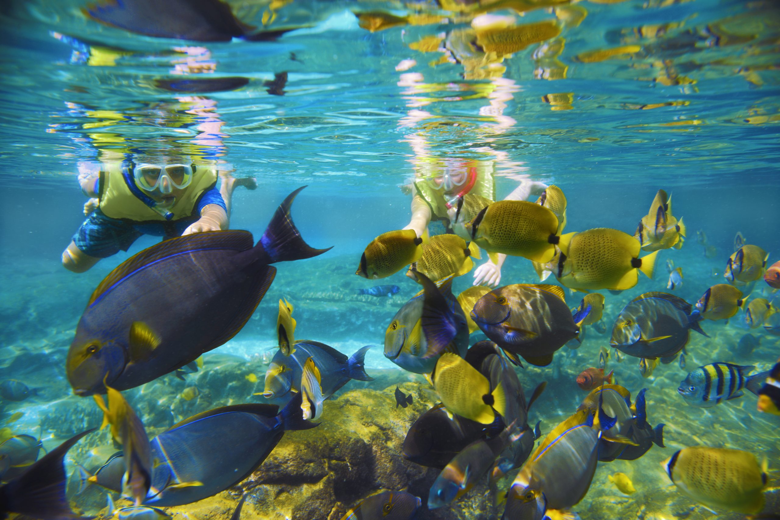 A snorkeler swims with tropical fish in Rainbow Reef at Aulani, A Disney Resort and Spa