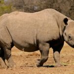 Black rhinoceros walking in dry terrain at Disney's Animal Kingdom