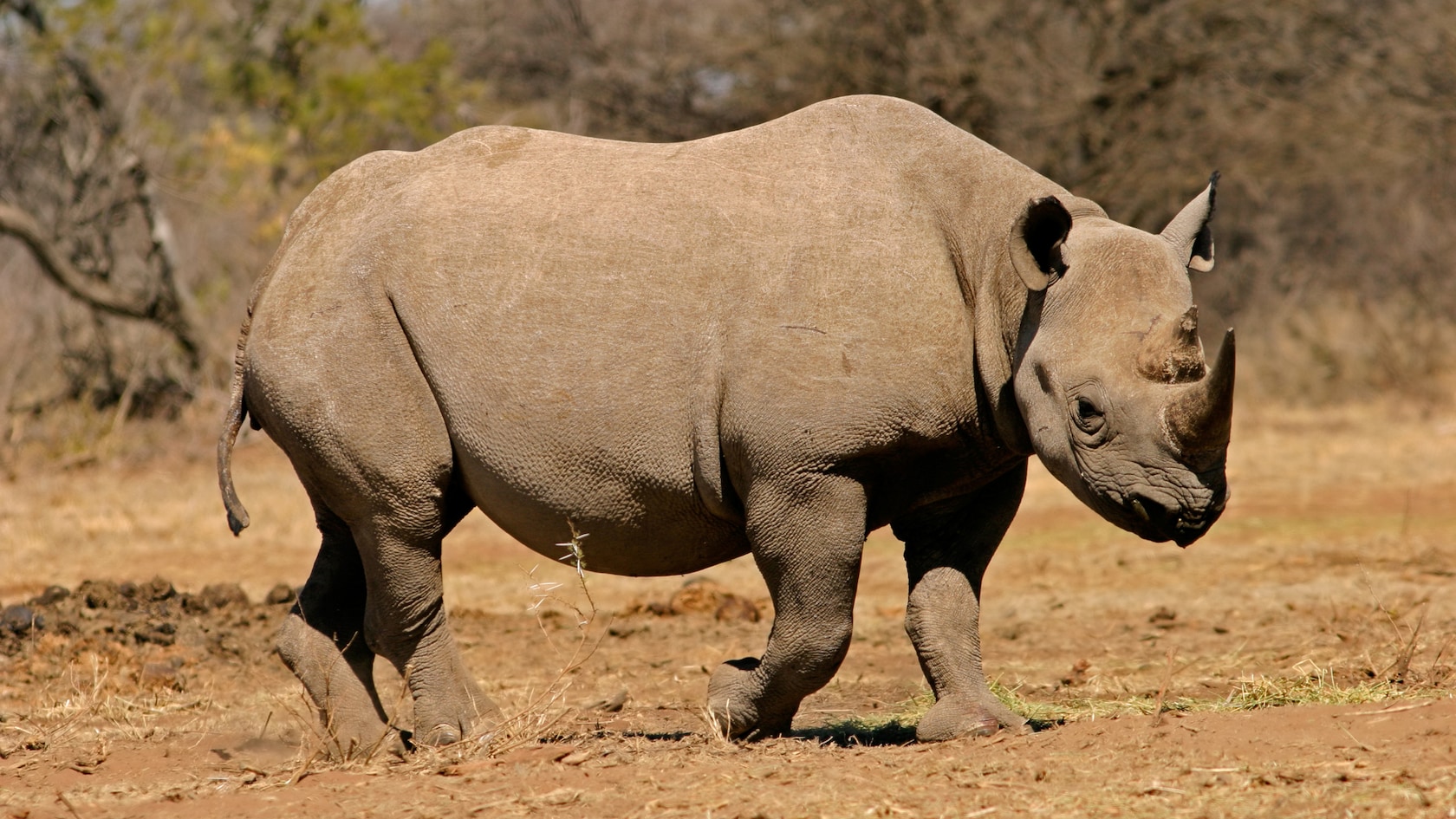 Black rhinoceros walking in dry terrain at Disney's Animal Kingdom