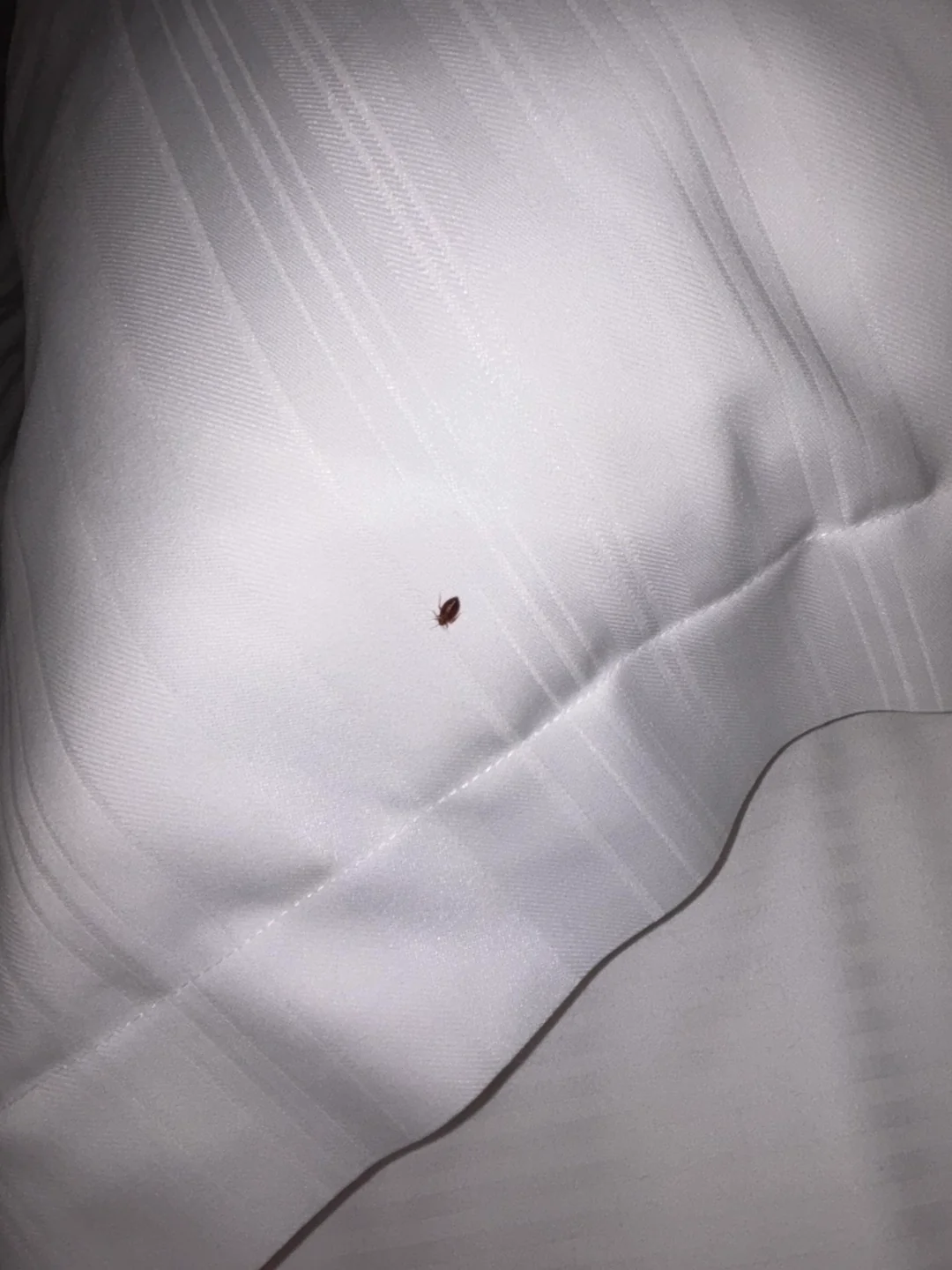 Disneyland Hotel Guest Finds Bed Bugs In Room