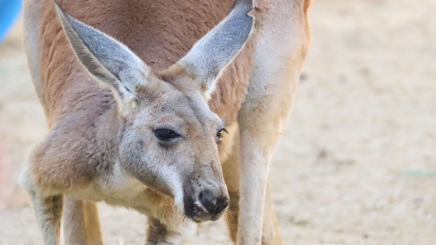 Animal Kingdom Welcomes Quartz, An Albino Wallaby Joey, At Jumping Junction
