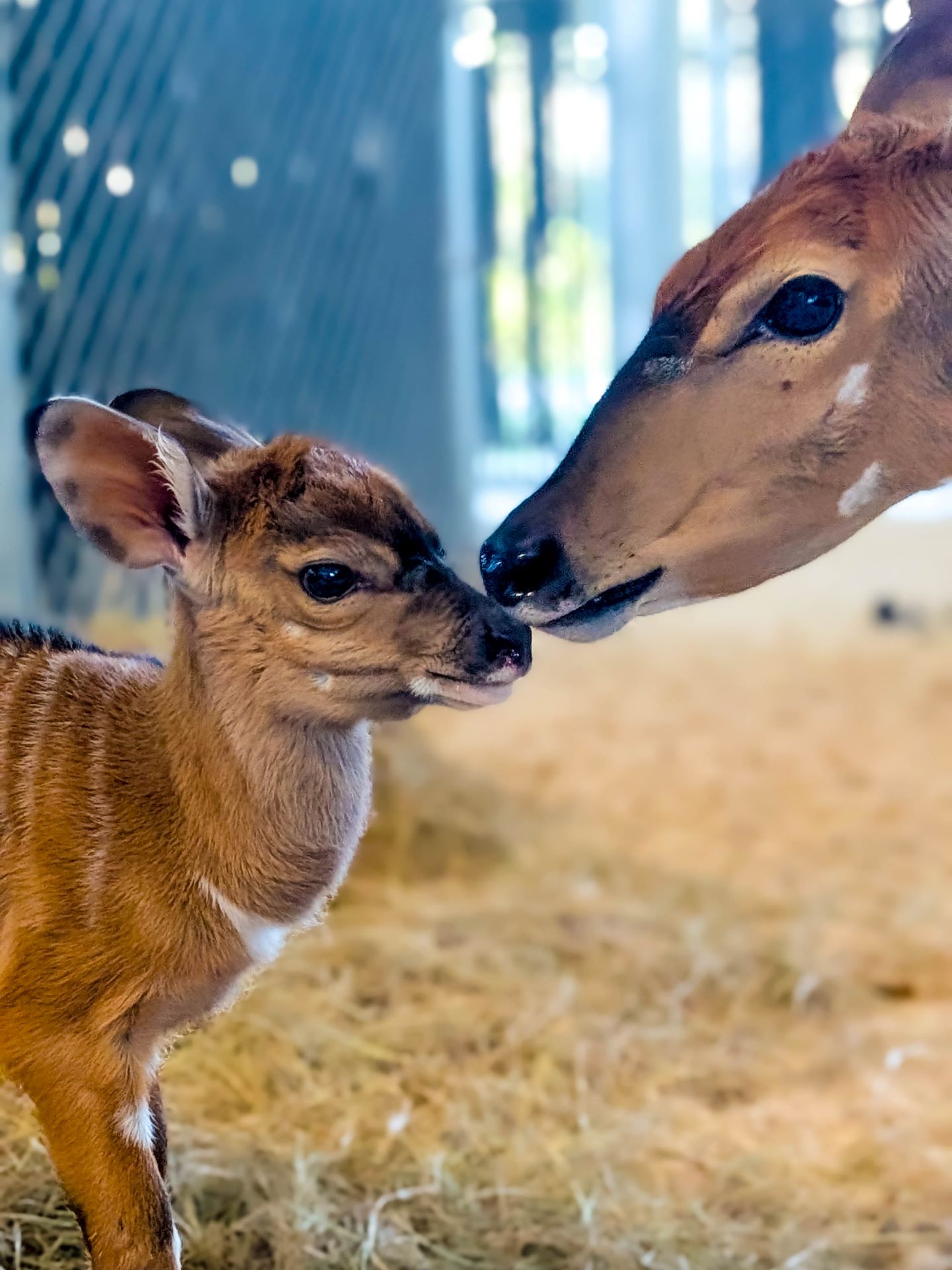A nyala calf at Disney's Animal Kingdom Lodge