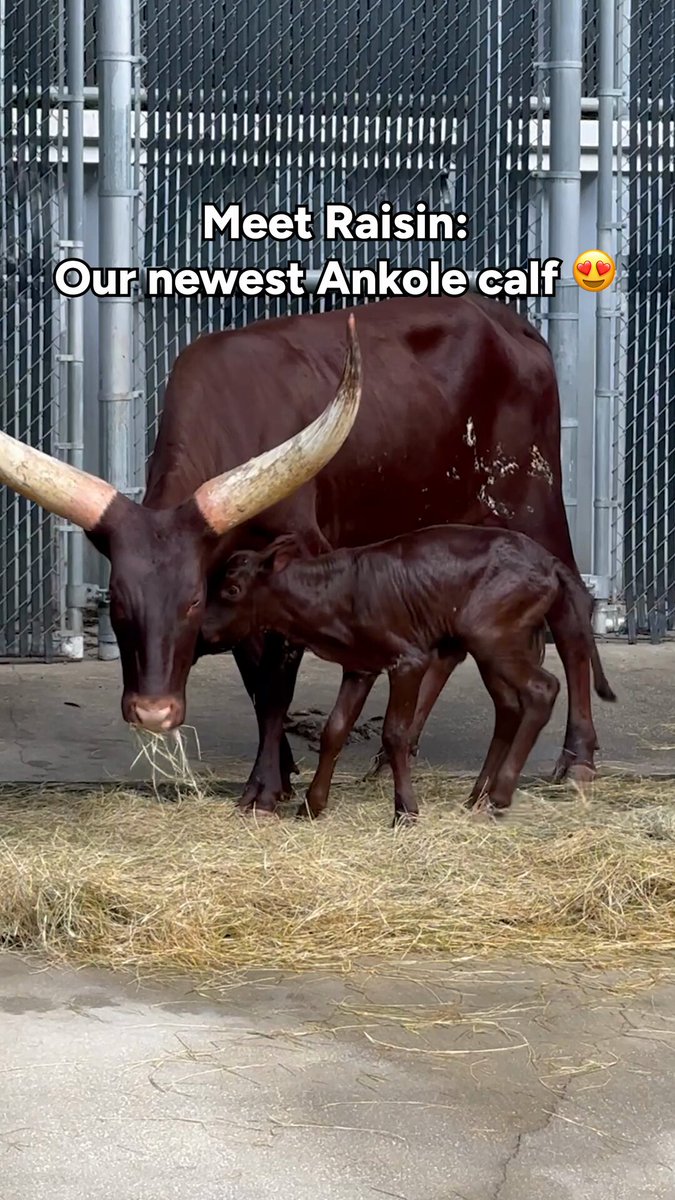 Raisin the Ankole calf with its mother behind the scenes at Disney's Animal Kingdom