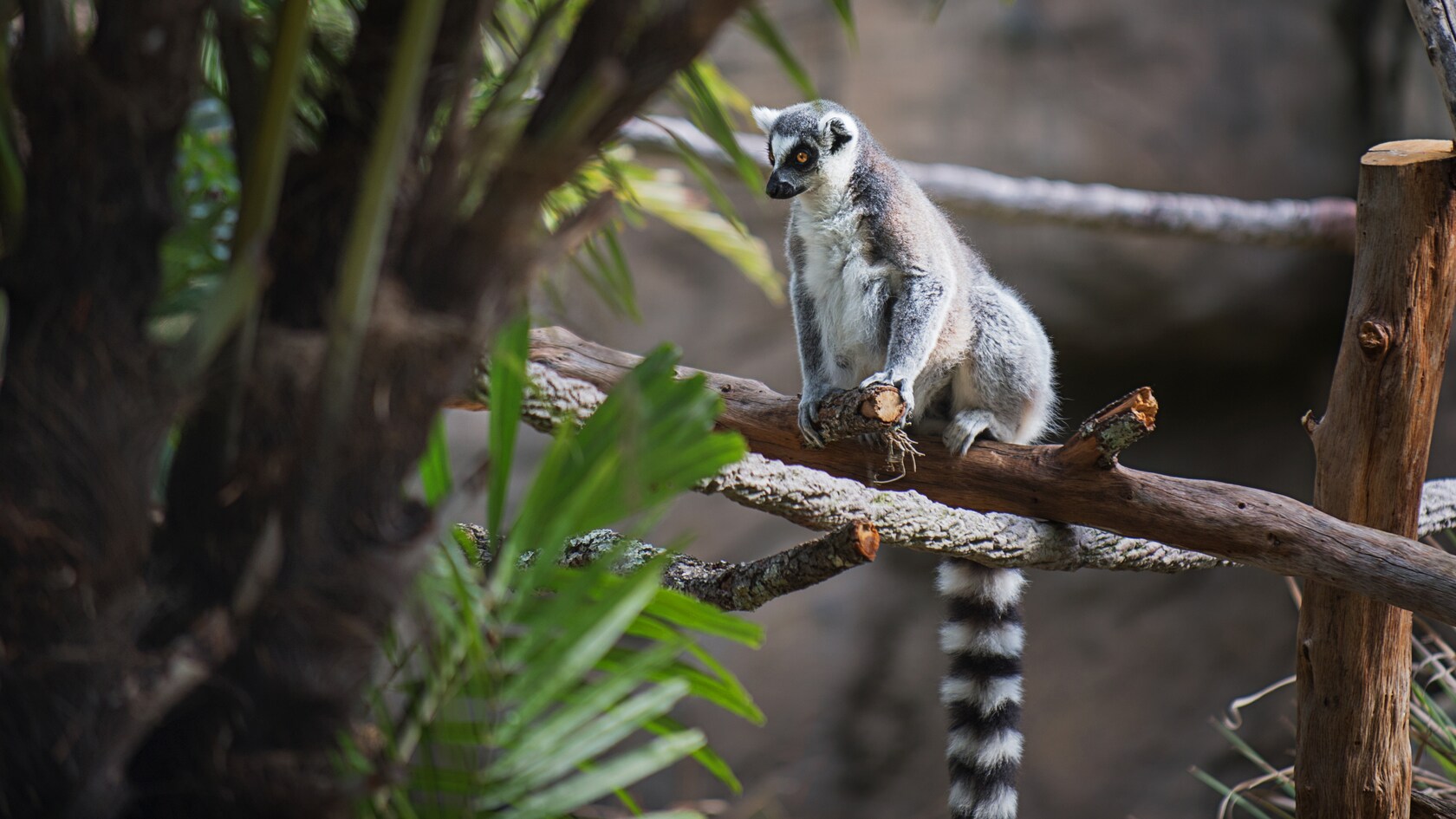 Animal Kingdom Lemur Habitat Reopens On Discovery Island After Months Behind Construction Walls
