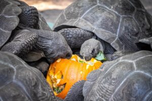 An animal at Disney's Animal Kingdom with a carved pumpkin as Halloween enrichment